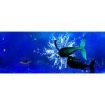 3D Διαδραστικό Ολογραφικό Σύστημα για Εσωτερικούς Χώρους - Image 10