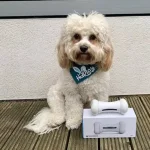 Wickedbone Έξυπνο και Διαδραστικό Παιχνίδι για Κατοικίδια - Image 4