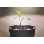 Βotanium Υδροπονική Γλάστρα με Aυτοματοποιημένο Πότισμα και Καλλιέργεια χωρίς Χώμα - Image 4